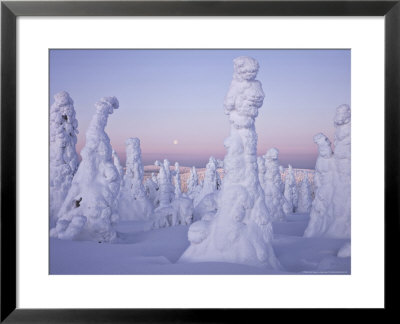 Snow Covered Spruces, Finland by Heikki Nikki Pricing Limited Edition Print image