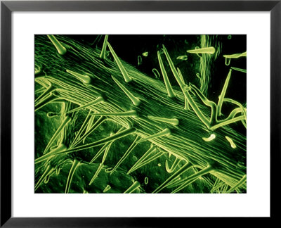Lime, Underside Of Leaf by Kage Manfred Pricing Limited Edition Print image