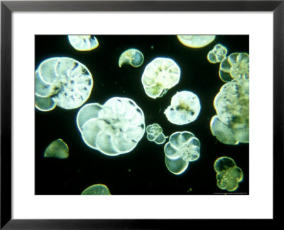 Foraminiferan Skeletons, Marine Plankton by Oxford Scientific Pricing Limited Edition Print image