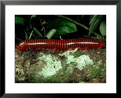 Forest Floor Millipede, Venezuela by Oxford Scientific Pricing Limited Edition Print image