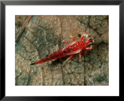 Tube-Tailed Thrip From Bromeliad, Venezuela by Oxford Scientific Pricing Limited Edition Print image
