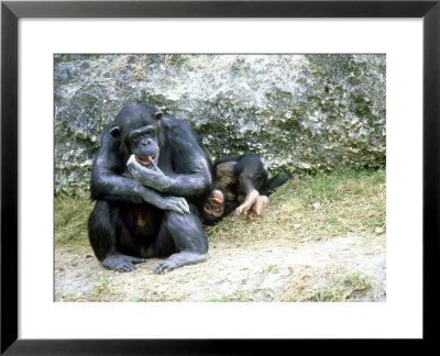 Chimpanzee, Mother & Baby, Zoo Animal by Stan Osolinski Pricing Limited Edition Print image