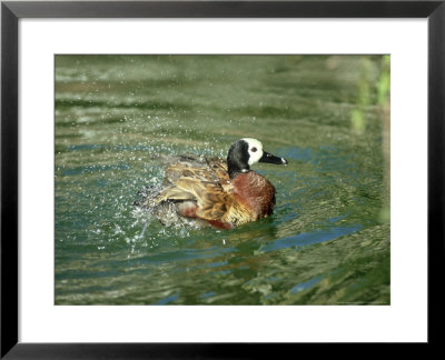 White-Face Whistling Duck, Bathing, Zoo Animal by Stan Osolinski Pricing Limited Edition Print image