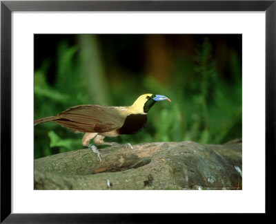 Raggiana Bird Of Paradise, Male With Food by Stan Osolinski Pricing Limited Edition Print image