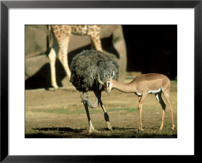 Gerenuk, Courting Ostrich, Zoo Animal by Stan Osolinski Pricing Limited Edition Print image