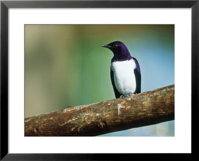 Amethyst Starling, Zoo Animal by Stan Osolinski Pricing Limited Edition Print image