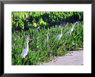 Great Egret, Hunting From Pickerelweed, Usa by Stan Osolinski Pricing Limited Edition Print image