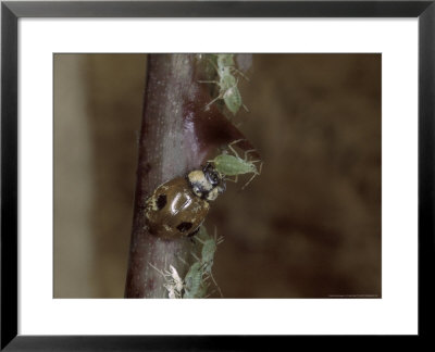 Two-Spotted Ladybird, Eating Greenfly On Rose Stem, Uk by O'toole Peter Pricing Limited Edition Print image