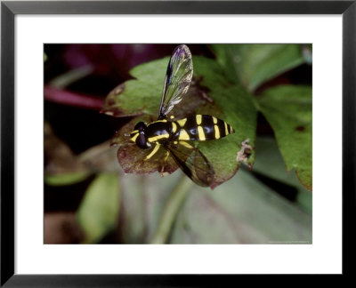 Hoverfly At Rest On Leaf, Middlesex, Uk by O'toole Peter Pricing Limited Edition Print image