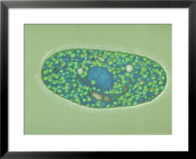 Paramecium Bursaria, Interference Contrast by David Patterson Pricing Limited Edition Print image