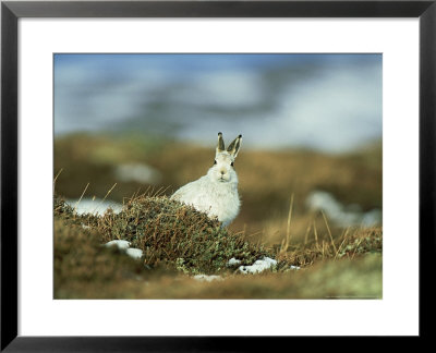 Mountain (Blue) Hare, Monadhliath Mtns, Scotland by Richard Packwood Pricing Limited Edition Print image