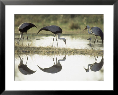 Wattled Crane, Group Feeding In Shallow Pools Formed By Khwai River, Botswana by Richard Packwood Pricing Limited Edition Print image