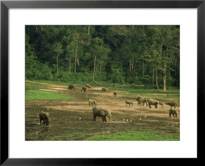 Forest Elephants, Central African Rep. by Andrew Plumptre Pricing Limited Edition Print image
