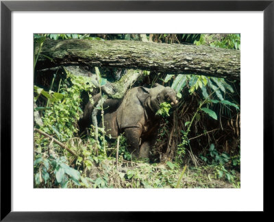 Javan Rhinoceros, Ujung Kulon, Indonesia by Mary Plage Pricing Limited Edition Print image