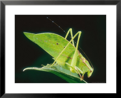 Katydid, Costa Rica by Mary Plage Pricing Limited Edition Print image