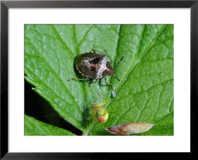 Woundwort Shieldbug, Adult Basking, Cambridgeshire, Uk by Keith Porter Pricing Limited Edition Print image