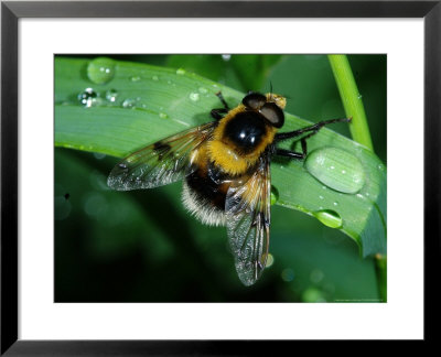 Hoverfly, Adult Resting On Wet Leaf, Cambridgeshire, Uk by Keith Porter Pricing Limited Edition Print image