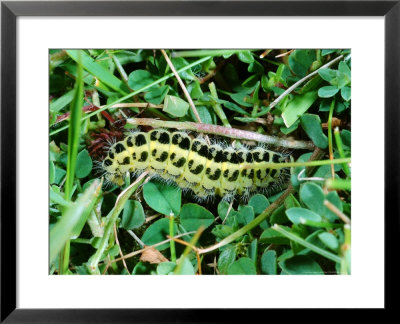 Six-Spot Burnet Moth, Caterpillar Feeding On Birds-Foot Trefoil, Cumbria, Uk by Keith Porter Pricing Limited Edition Print image