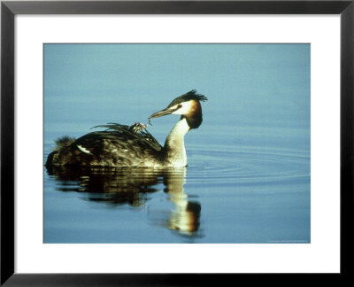 Great Crested Grebe, Carrying Chick, Gloscestershire by Mike Powles Pricing Limited Edition Print image