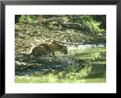 Bengal Tiger, Young At Waterhole, India by Mike Powles Pricing Limited Edition Print image
