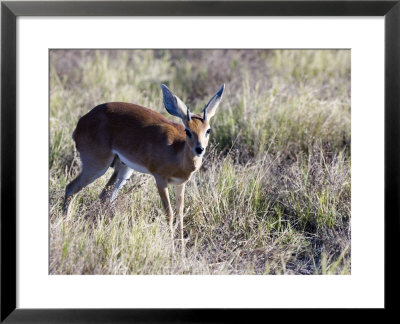 Steinbuck, Male, Botswana by Mike Powles Pricing Limited Edition Print image