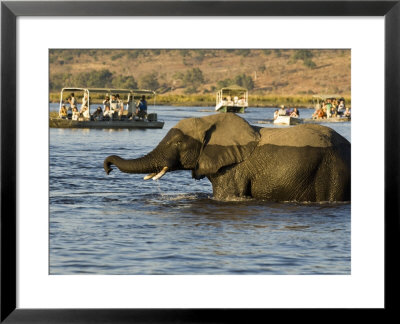 African Elephant, Adult Wading, Botswana by Mike Powles Pricing Limited Edition Print image