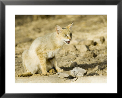 Indian Wild Cat, Female Sitting, India by Mike Powles Pricing Limited Edition Print image