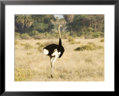 Ostrich, Male, Kenya by Mike Powles Pricing Limited Edition Print image