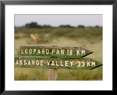 Clapper Lark, Male Flight Display And Singing At Signpost, Botswana by Mike Powles Pricing Limited Edition Print image