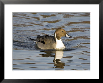 Pintail, Male In Breeding Plumage, Uk by Mike Powles Pricing Limited Edition Print image