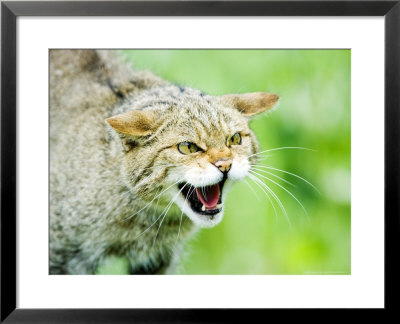 Wild Cat, Portrait Of Captive Adult In Aggressive Pose, Uk by Mike Powles Pricing Limited Edition Print image