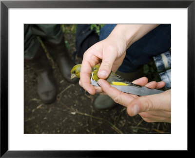 Greenfinch, Bird Ringing, Ringer Measuring Wing, Uk by Mike Powles Pricing Limited Edition Print image