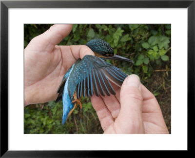 Kingfisher, Examining Primary Feathers, Uk by Mike Powles Pricing Limited Edition Print image