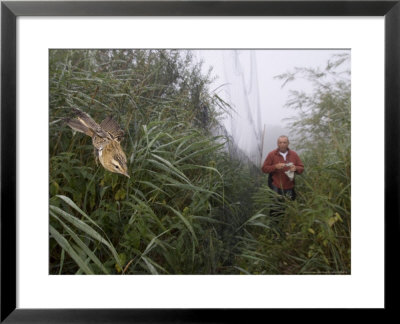 Sedge Warbler, Bird In Mist Net With Bird Ringer In The Background, Uk by Mike Powles Pricing Limited Edition Print image