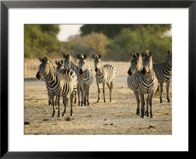 Crawshays Zebra, Small Group In Bush, Tanzania by Mike Powles Pricing Limited Edition Print image