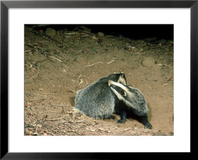 Badger, Mutual Grooming, Surrey by Robin Redfern Pricing Limited Edition Print image
