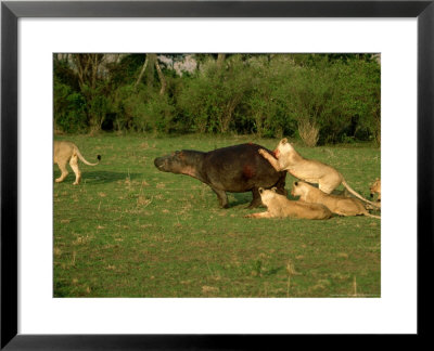 Lions, Panthera Leo Attacking Hippopotamus Masai Mara National Park, Kenya by Chris Knights Pricing Limited Edition Print image