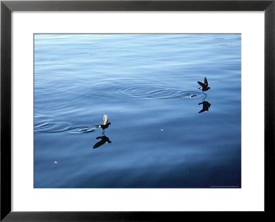 Wilsons Storm Petrel, Feeding, Ant. Peninsula by Rick Price Pricing Limited Edition Print image