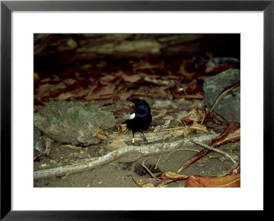 Seychelles Magpie Robin, Seychelles by Rick Price Pricing Limited Edition Print image