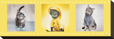 Cat Summer And Fall Collection by Rachael Hale Pricing Limited Edition Print image