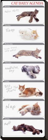Cat Agenda by Yoneo Morita Pricing Limited Edition Print image