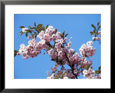 Blossom, Scotland by Iain Sarjeant Pricing Limited Edition Print image