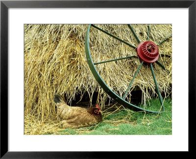 Old Farm Wheel And Hen, Orkney Islands, Scotland by Iain Sarjeant Pricing Limited Edition Print image