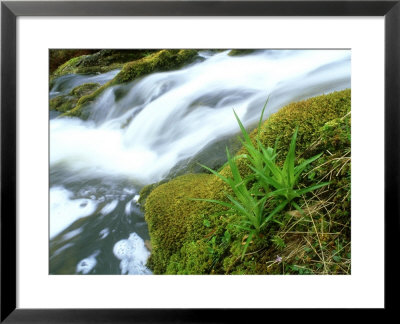 Greater Woodrush, Ross-Shire, Scotland by Iain Sarjeant Pricing Limited Edition Print image