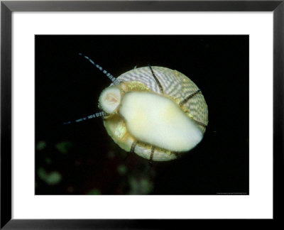 Grey Top Shell, Feeding, Scotland by Sue Scott Pricing Limited Edition Print image