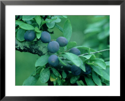 Sloe, Ripe Fruits Oxon, Uk by Tim Shepherd Pricing Limited Edition Print image