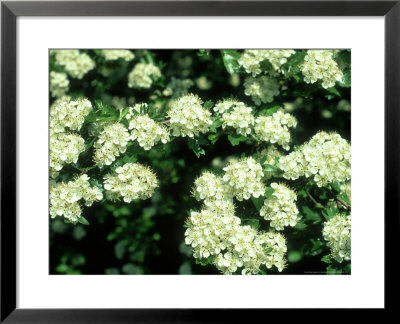 Hawthorn, Botley, Uk by Mike Slater Pricing Limited Edition Print image