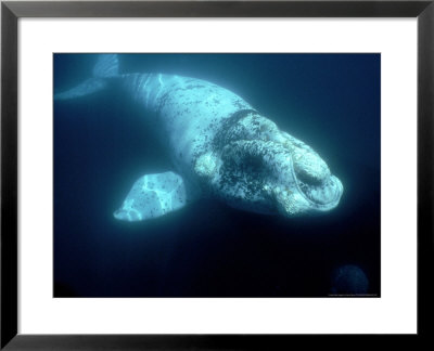 Southern Right Whale by Gerard Soury Pricing Limited Edition Print image