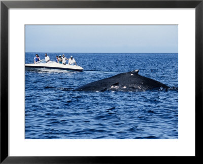 Humpback Whales, Mother And Calf Swimming, Ak, Usa by Gerard Soury Pricing Limited Edition Print image