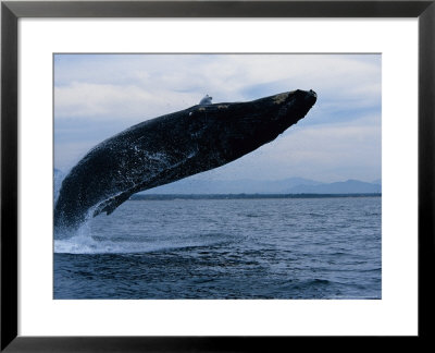 Humpback Whale, Breaching, Puerto Vallarta by Gerard Soury Pricing Limited Edition Print image